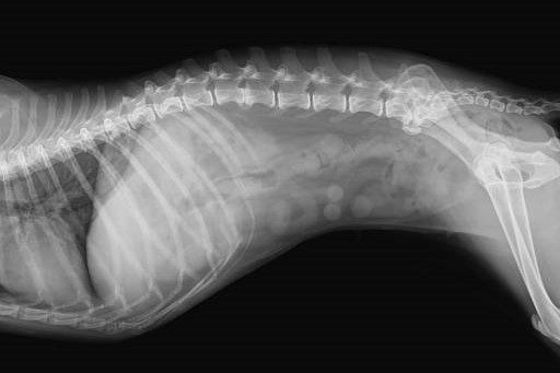 Radiografia